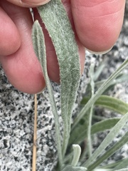 Raillardella argentea