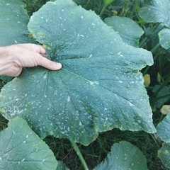 Cucurbita maxima