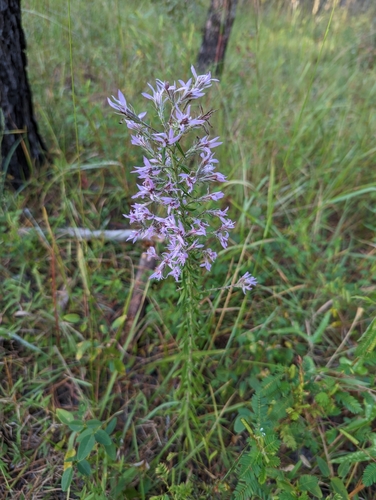 Image of Liatris elegans by (c) Elias, some rights reserved (CC BY)
