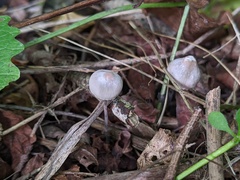 Mycena filopes