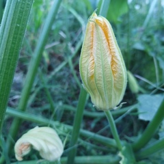 Cucurbita maxima