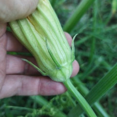 Cucurbita maxima