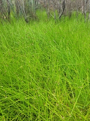 Isolepis