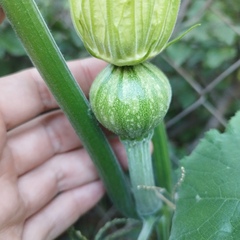 Cucurbita maxima