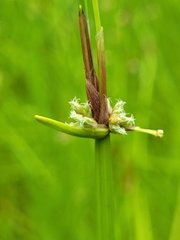 Isolepis