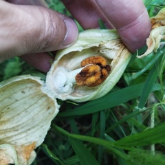 Cucurbita maxima