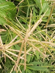 Chloris verticillata