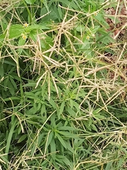Chloris verticillata