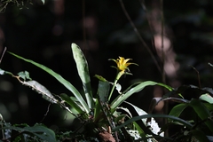 Canistropsis billbergioides
