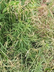 Chloris verticillata