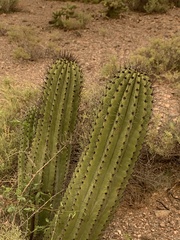 Stenocereus thurberi