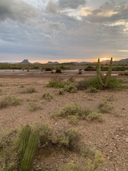 Stenocereus thurberi