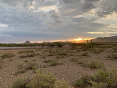 Stenocereus thurberi