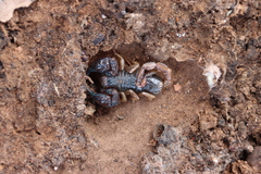 Urodacus manicatus