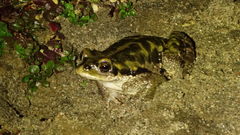 Rhinella atacamensis
