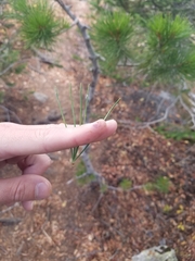 Pinus albicaulis