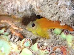 Notoclinops yaldwyni