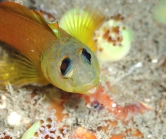 Notoclinops yaldwyni