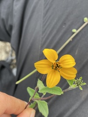 Sclerocarpus uniserialis