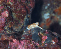 Glossodoris rufomarginata