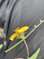 Sclerocarpus uniserialis