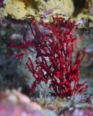Melithaea bicolor