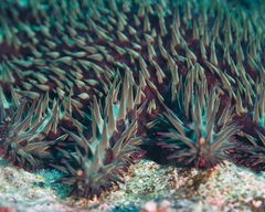 Acanthaster planci