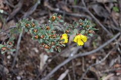 Hibbertia obtusifolia