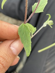 Sclerocarpus uniserialis