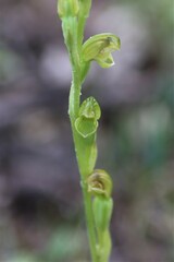 Pterostylis cycnocephala