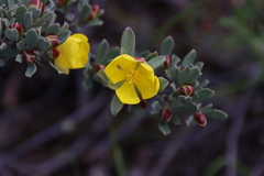 Hibbertia obtusifolia