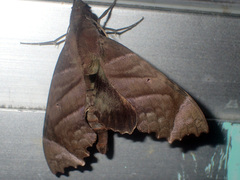 Aleuron carinata