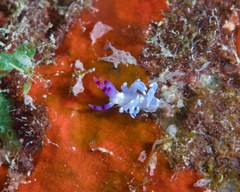 Pteraeolidia semperi