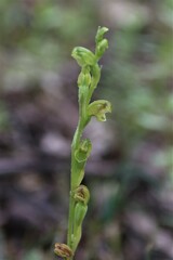 Pterostylis cycnocephala