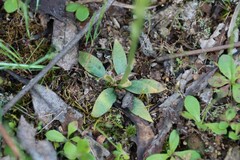 Pterostylis cycnocephala
