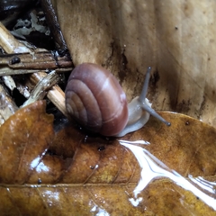 Quantula striata