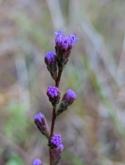 Liatris