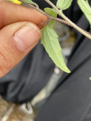 Sclerocarpus uniserialis