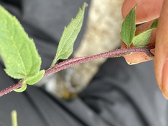 Sclerocarpus uniserialis