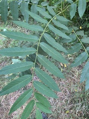 Juglans hindsii