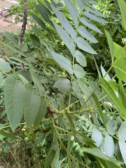 Juglans hindsii