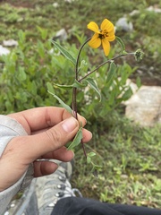 Sclerocarpus uniserialis