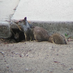 Otospermophilus beecheyi