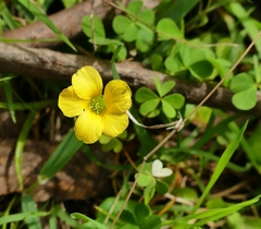 Oxalis perennans