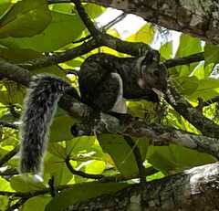 Sciurus variegatoides