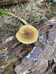 Hygrophoropsis rufa