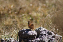 Junonia coenia coenia
