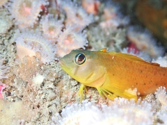 Notoclinops yaldwyni