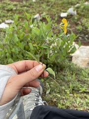 Sclerocarpus uniserialis