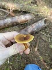 Hygrophoropsis rufa